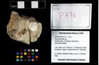 Foto (Objekt + Etikett) von Goniodromites sp.  (NHMW-GEO-2014-0194-0776)